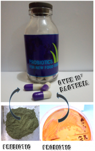 PROBIOTIC CELLULOSE: THE INNOVATION OF PROBIOTIC TO CONSUME CELLULOSE MATERIAL FOR INCREASE EFFICIENCY OF ADSORBING ENERGY IN HUMAN BODY